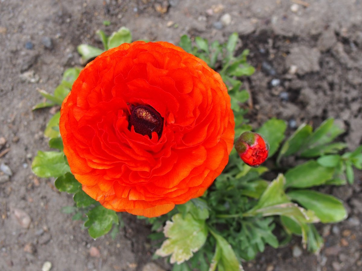 Лютик красный - фото 11