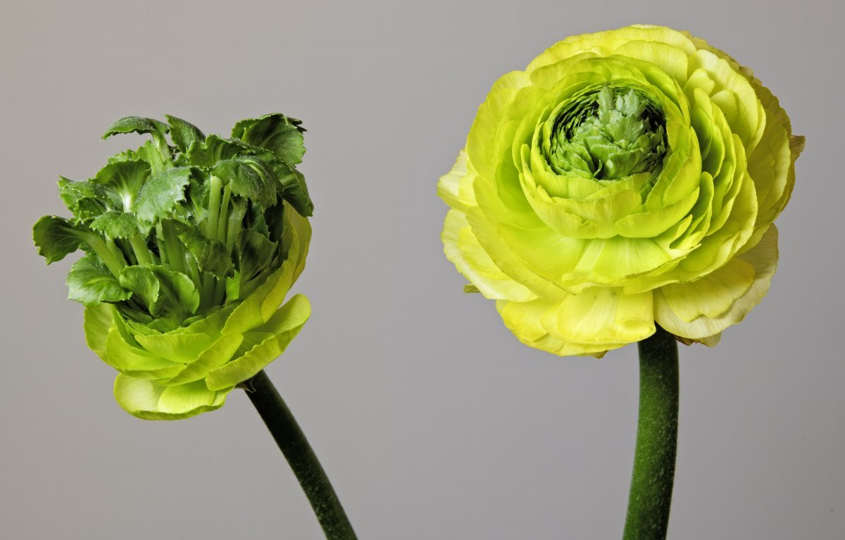 Лютик красный