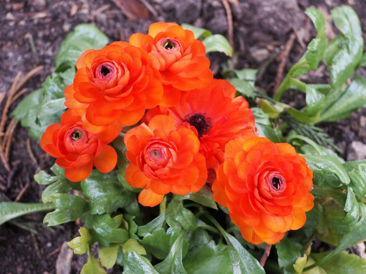 Лютик красный - фото 8