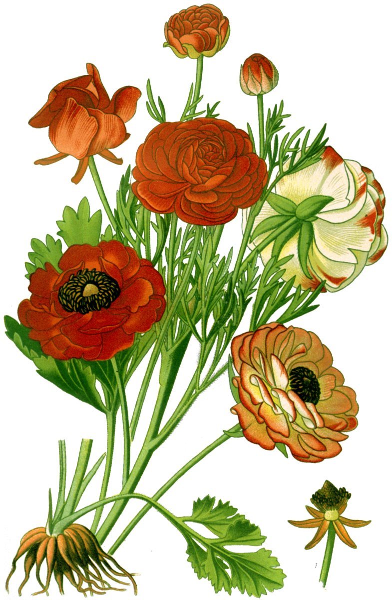 Лютик красный - фото 7