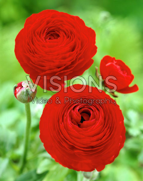 Лютик красный