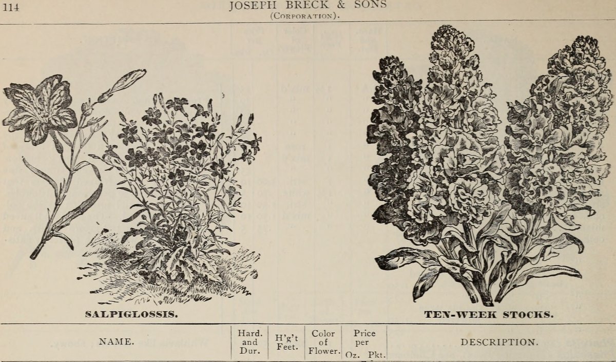 Лютик пурпурный