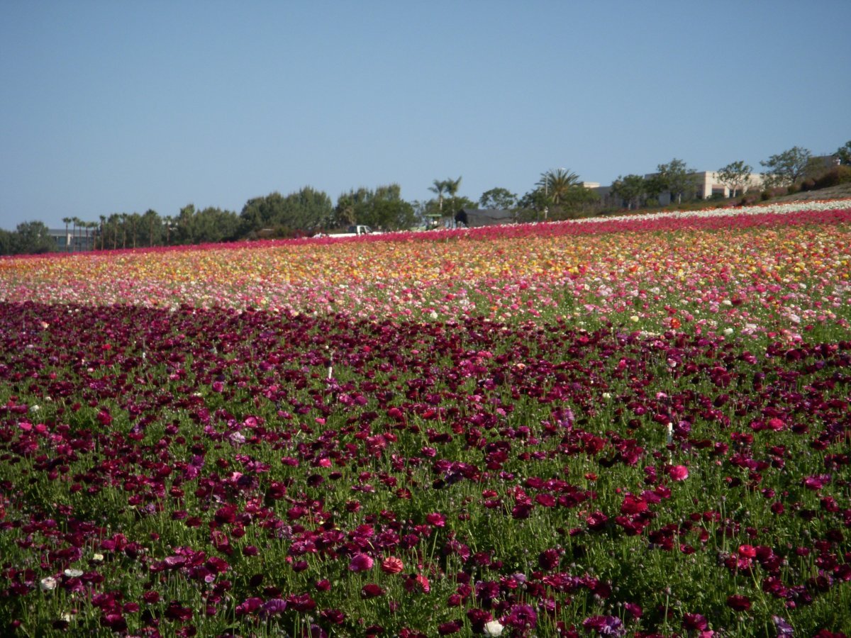 Лютик пурпурный - фото 6