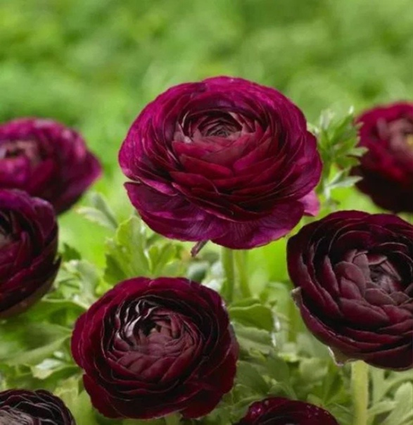 Лютик пурпурный