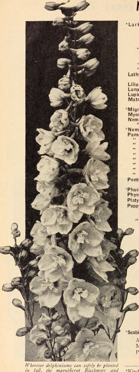 Лютик пурпурный - фото 4