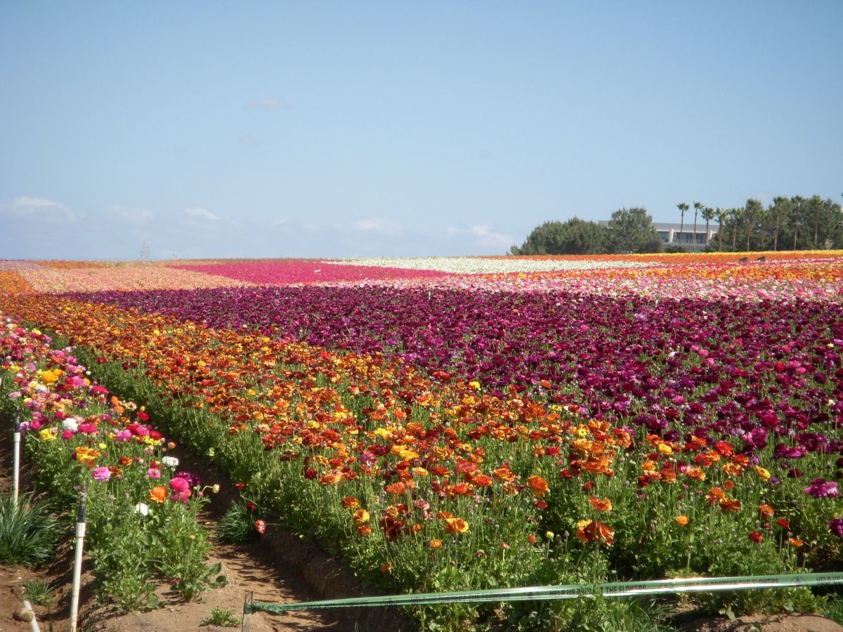 Лютик пурпурный - фото 5