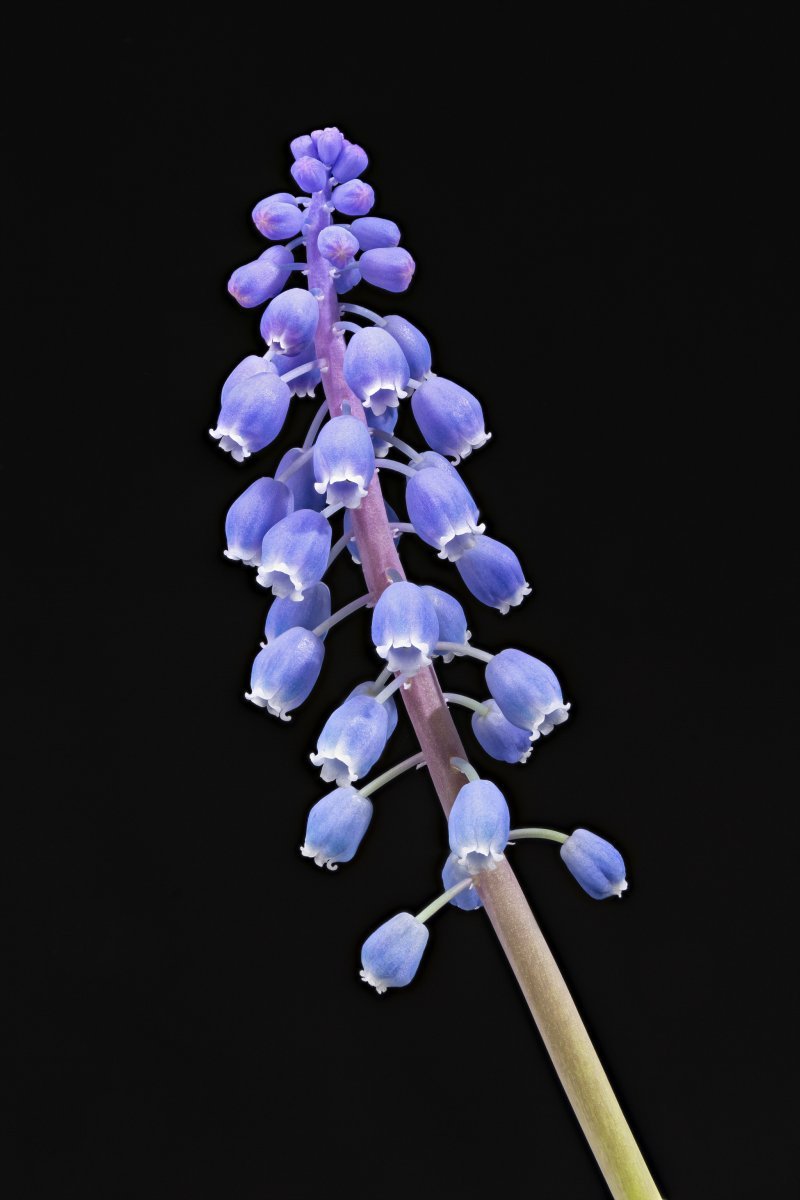 Мускари армянский - фото 7