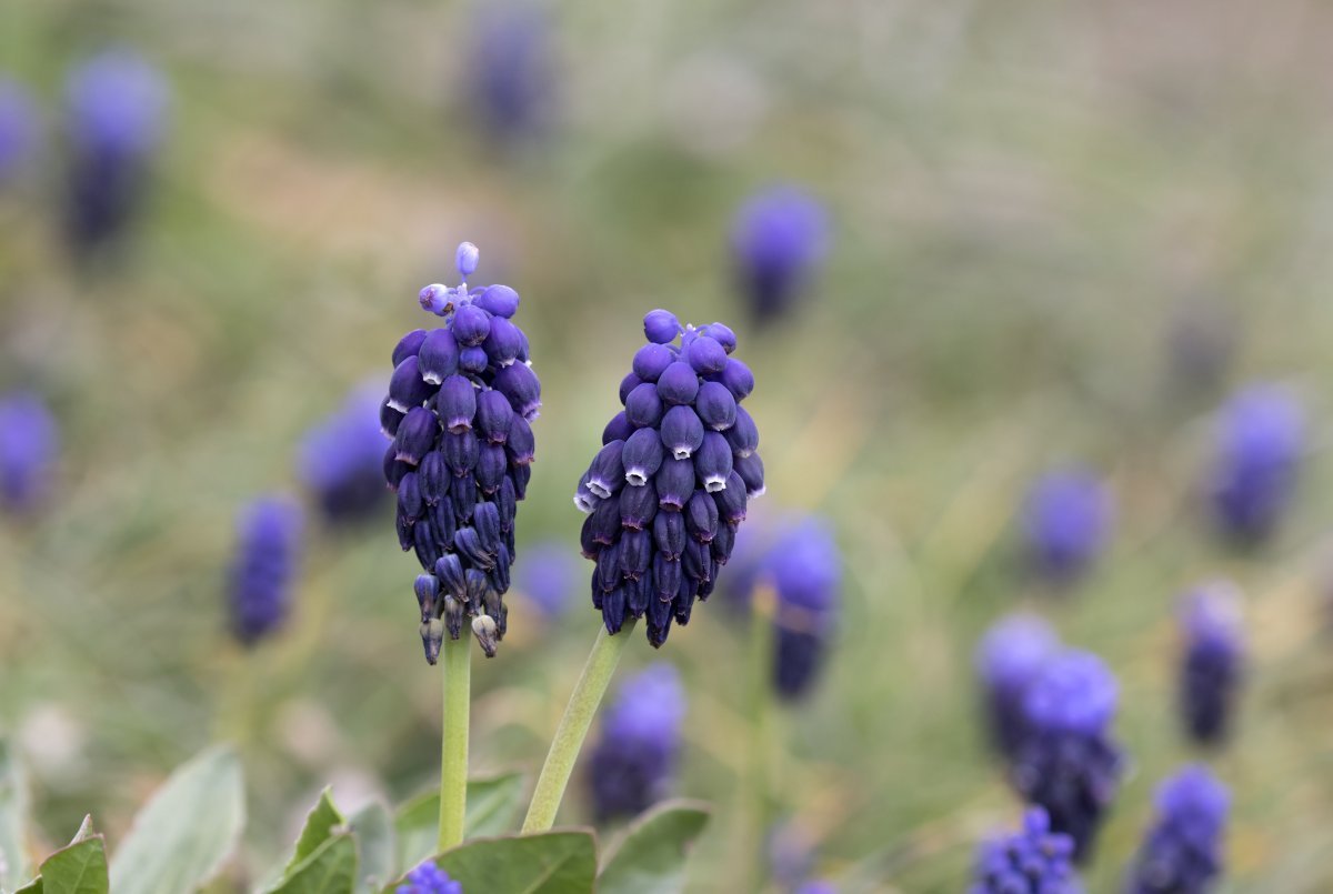 Мускари армянский - фото 5