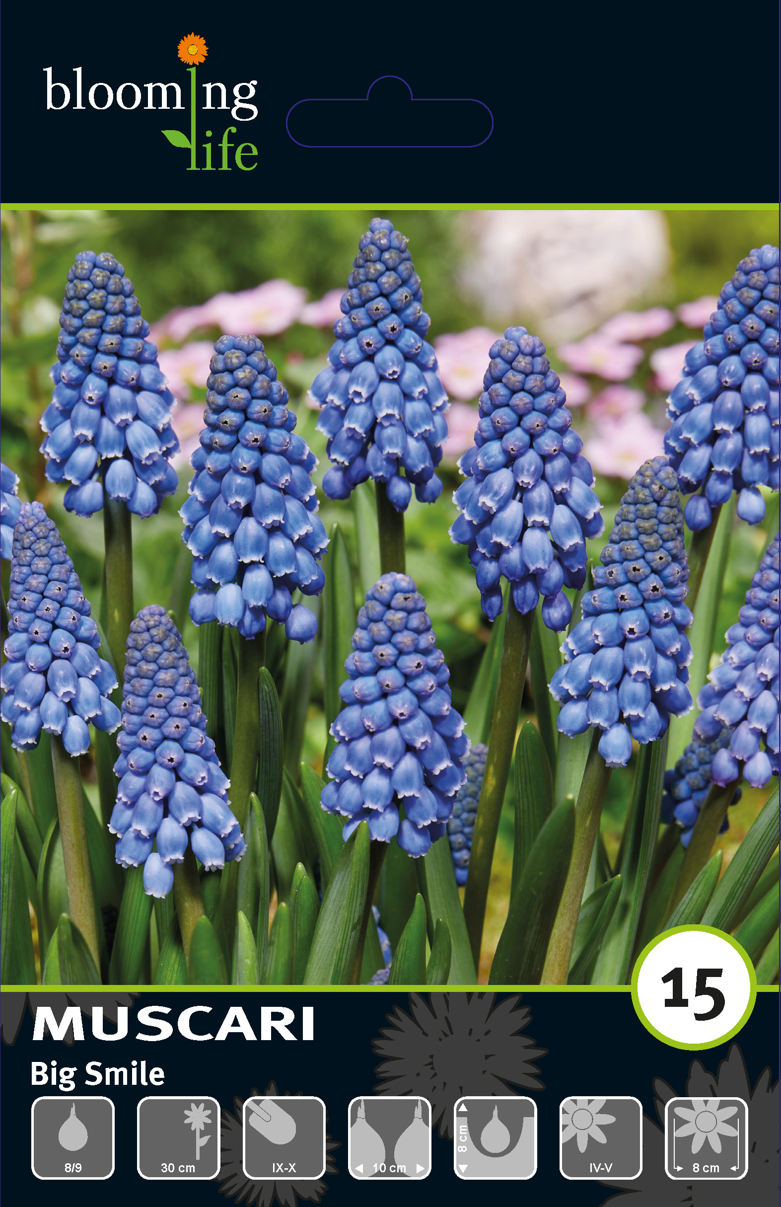 Мускари Биг Смайл