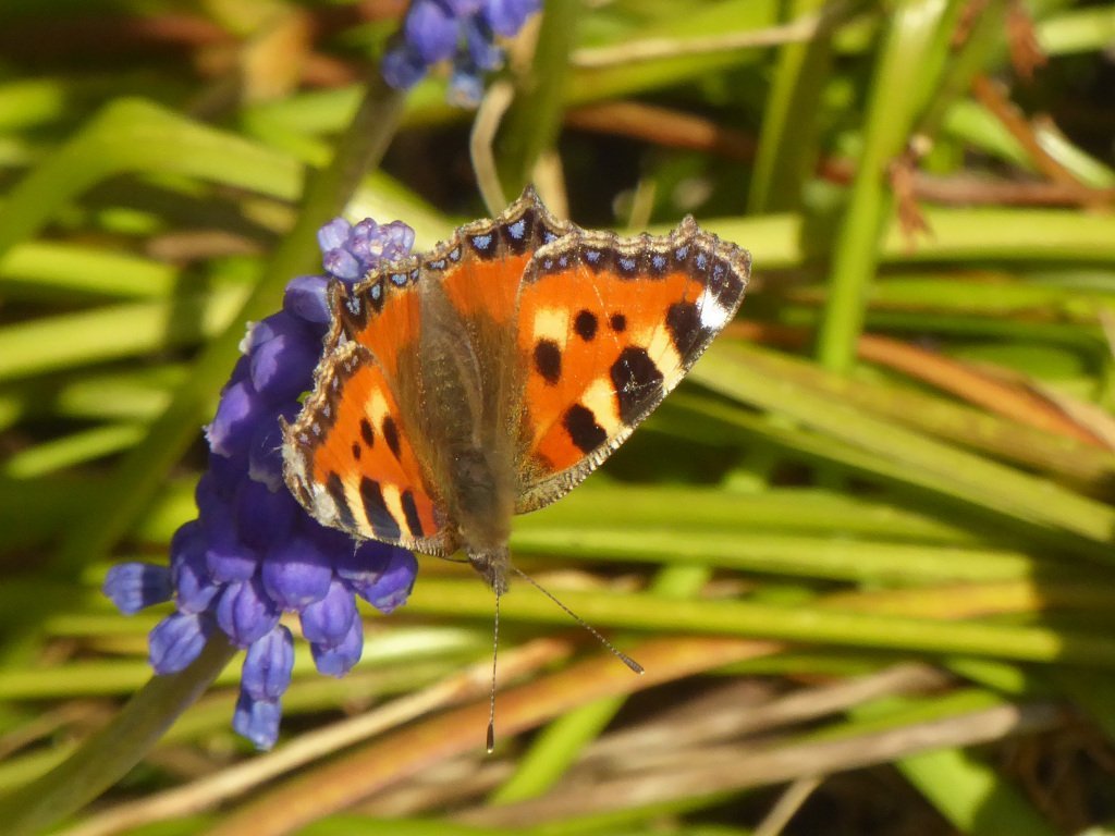 Мускари Джулия - фото 4