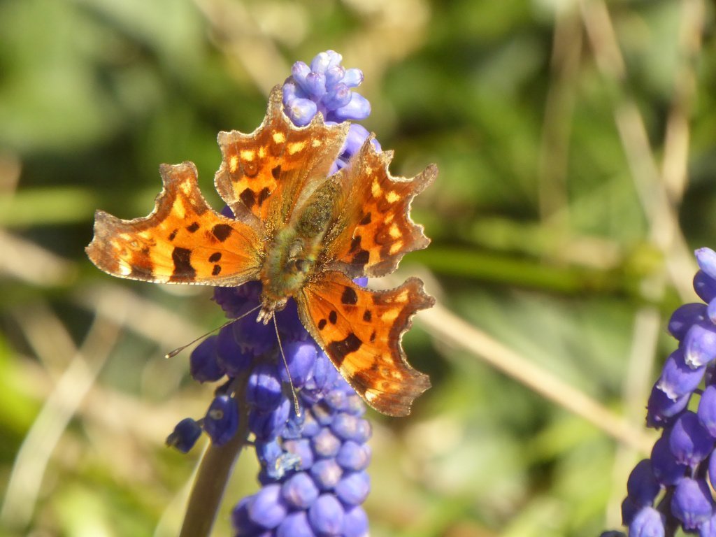 Мускари Джулия - фото 3