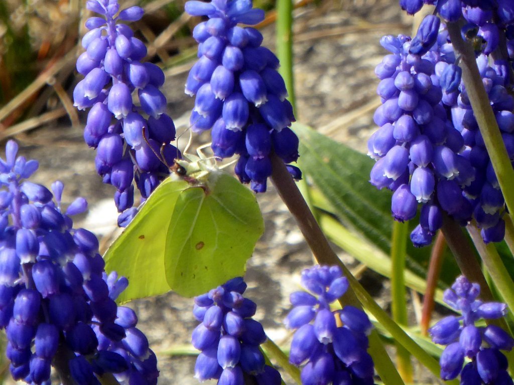 Мускари Джулия