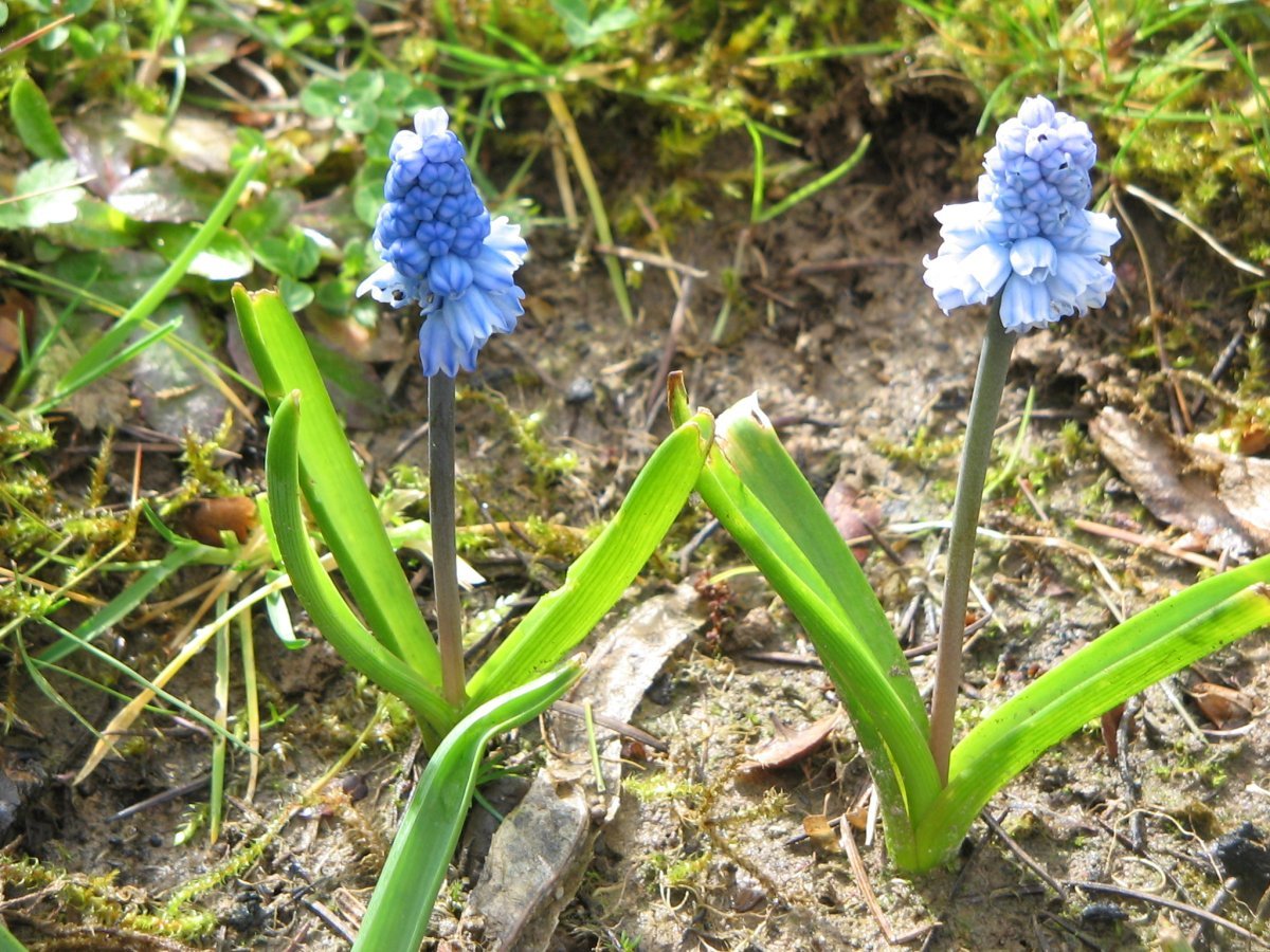 Мускари лазурный - фото 6