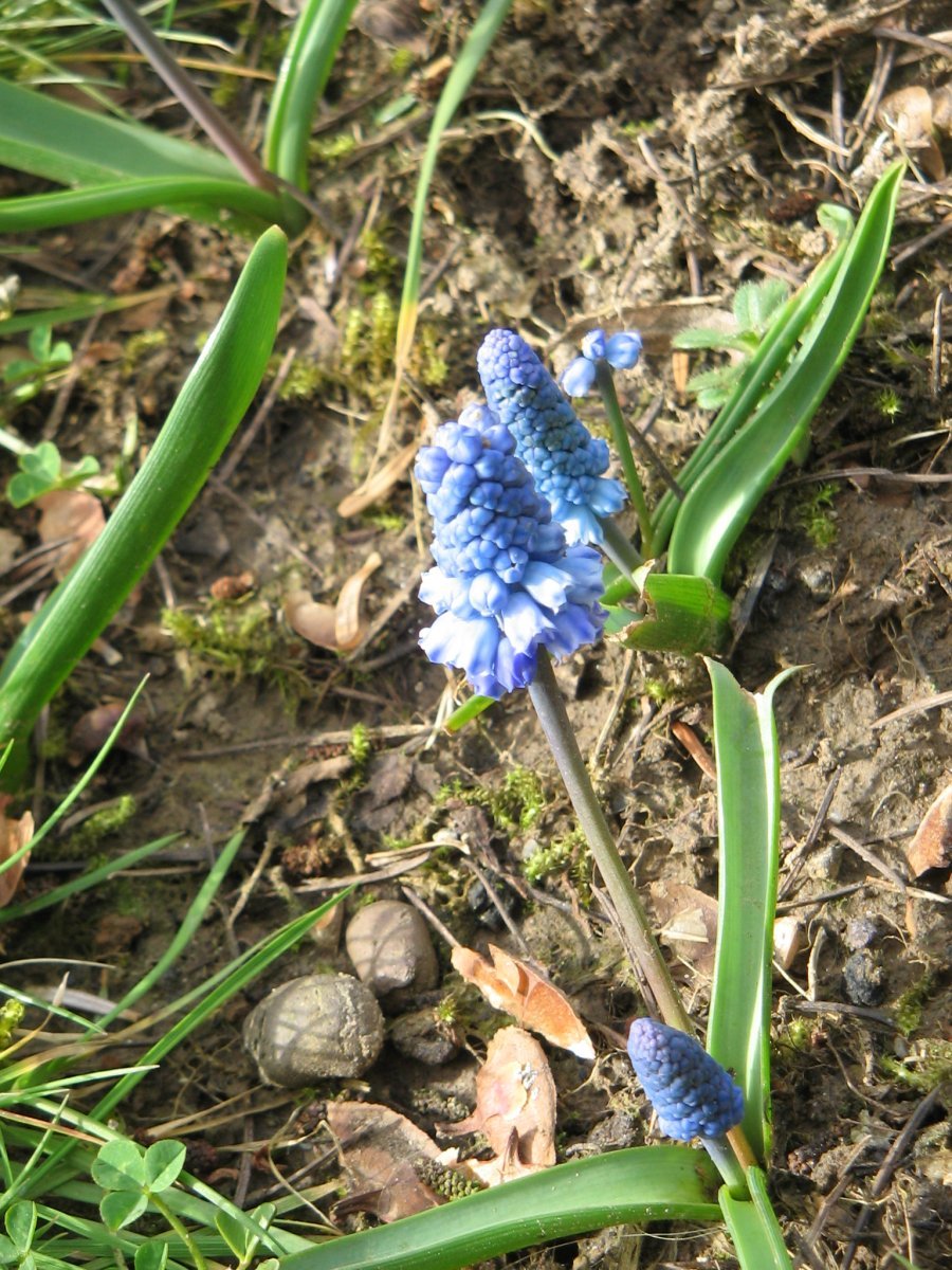 Мускари лазурный - фото 3