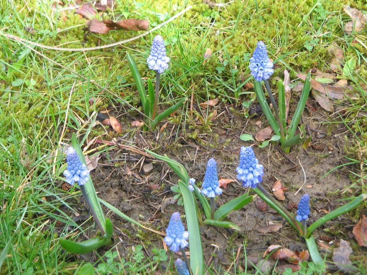 Мускари лазурный - фото 10