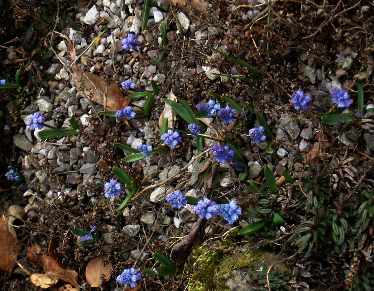 Мускари лазурный - фото 9