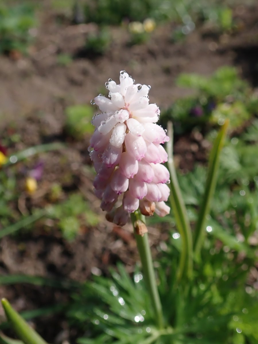 Мускари Пинк Санрайз - фото 9