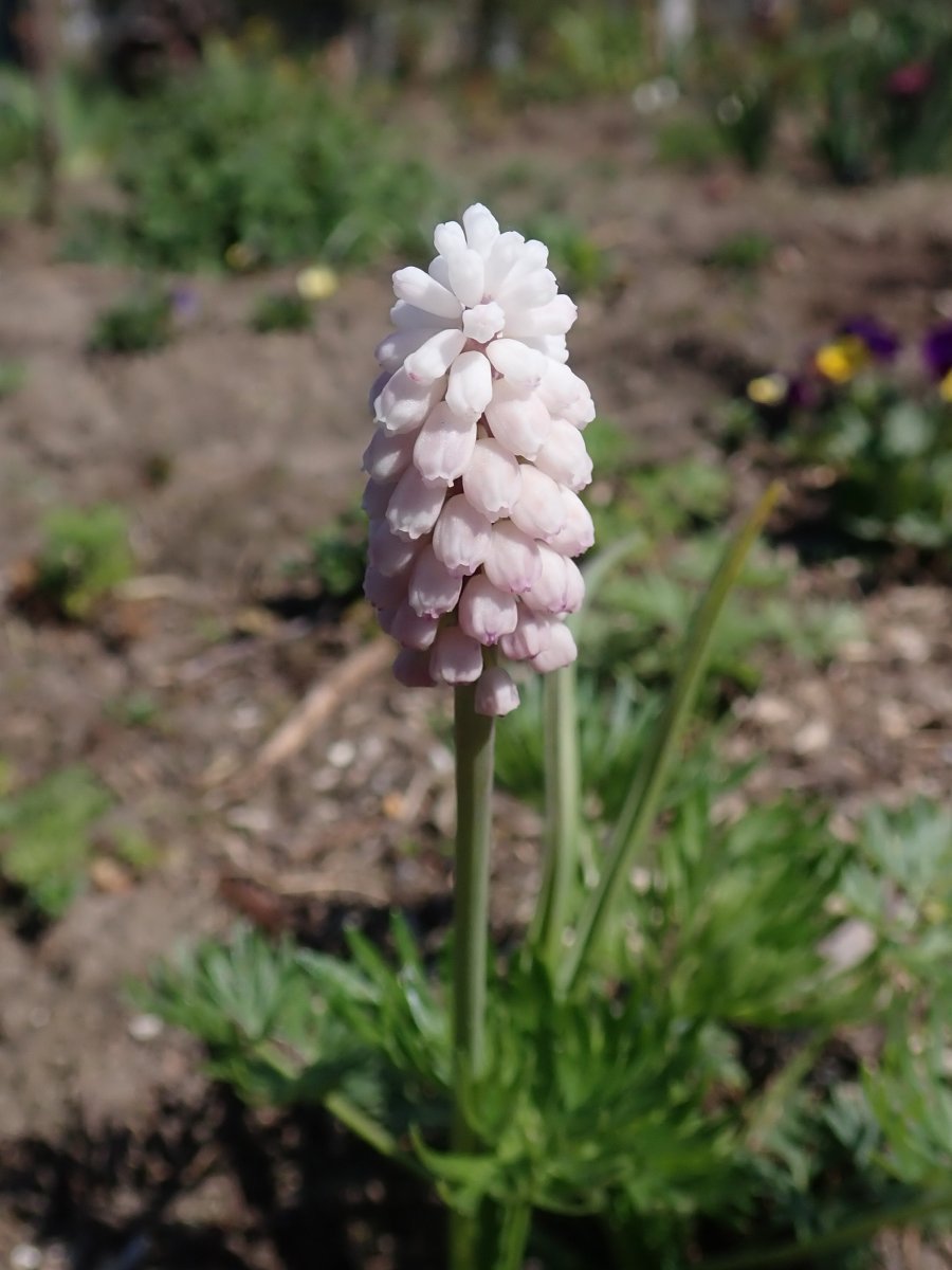 Мускари Пинк Санрайз - фото 8