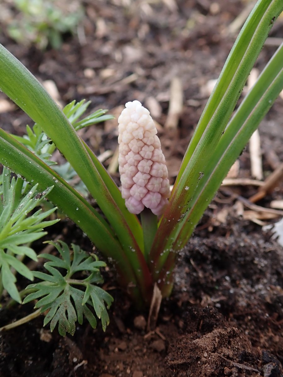 Мускари Пинк Санрайз - фото 3