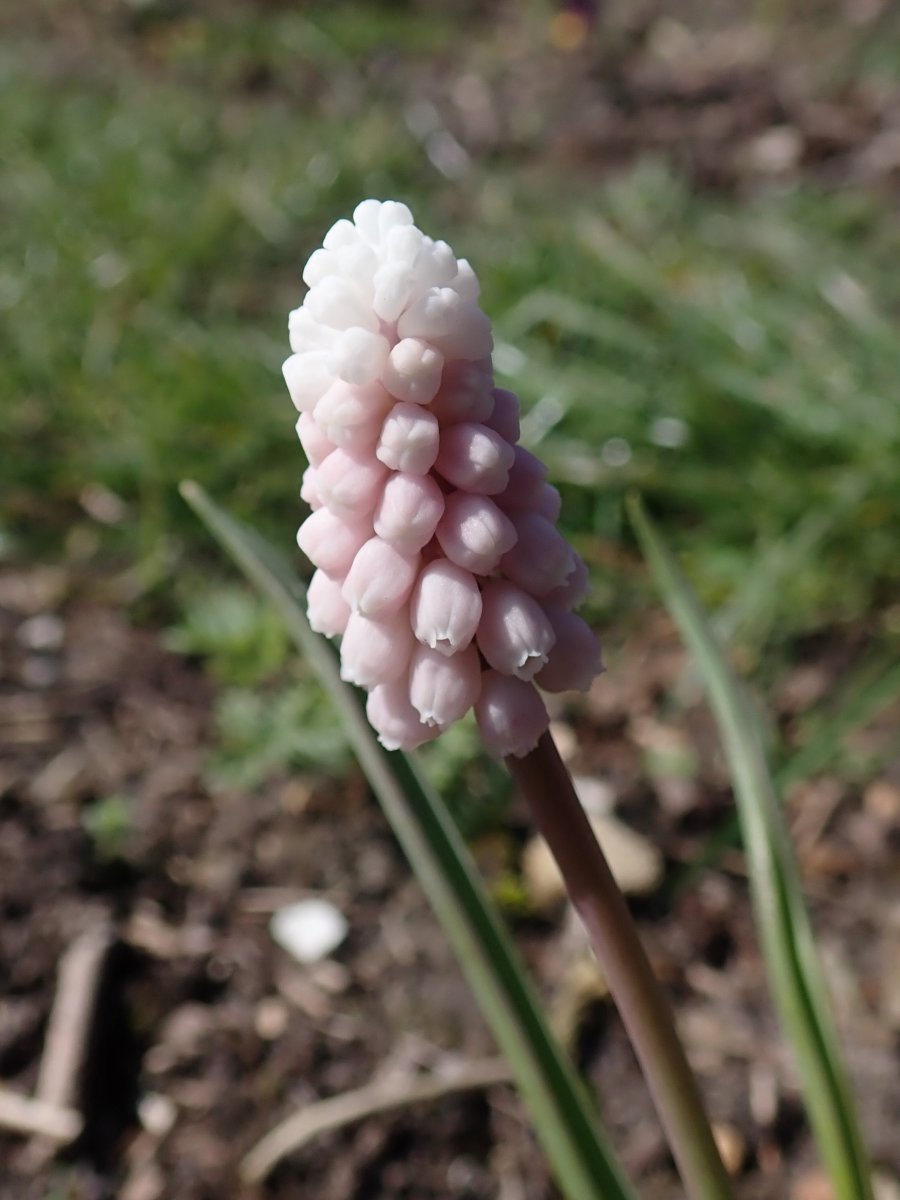 Мускари Пинк Санрайз - фото 7