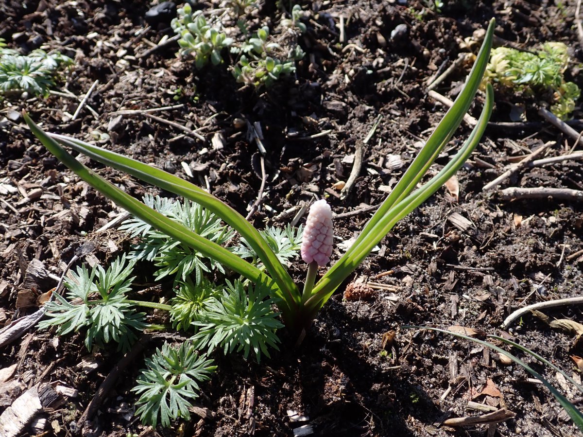 Мускари Пинк Санрайз - фото 4