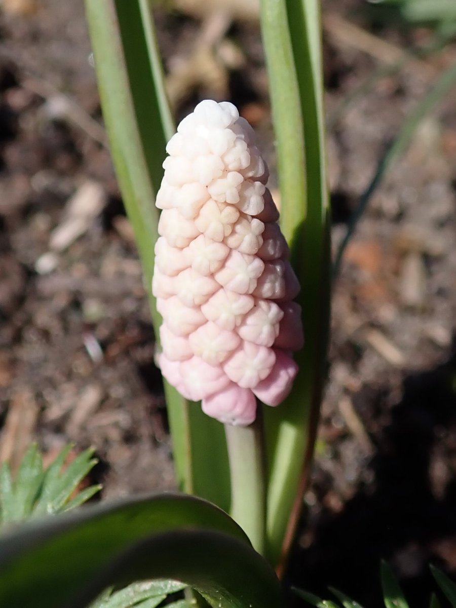 Мускари Пинк Санрайз - фото 6