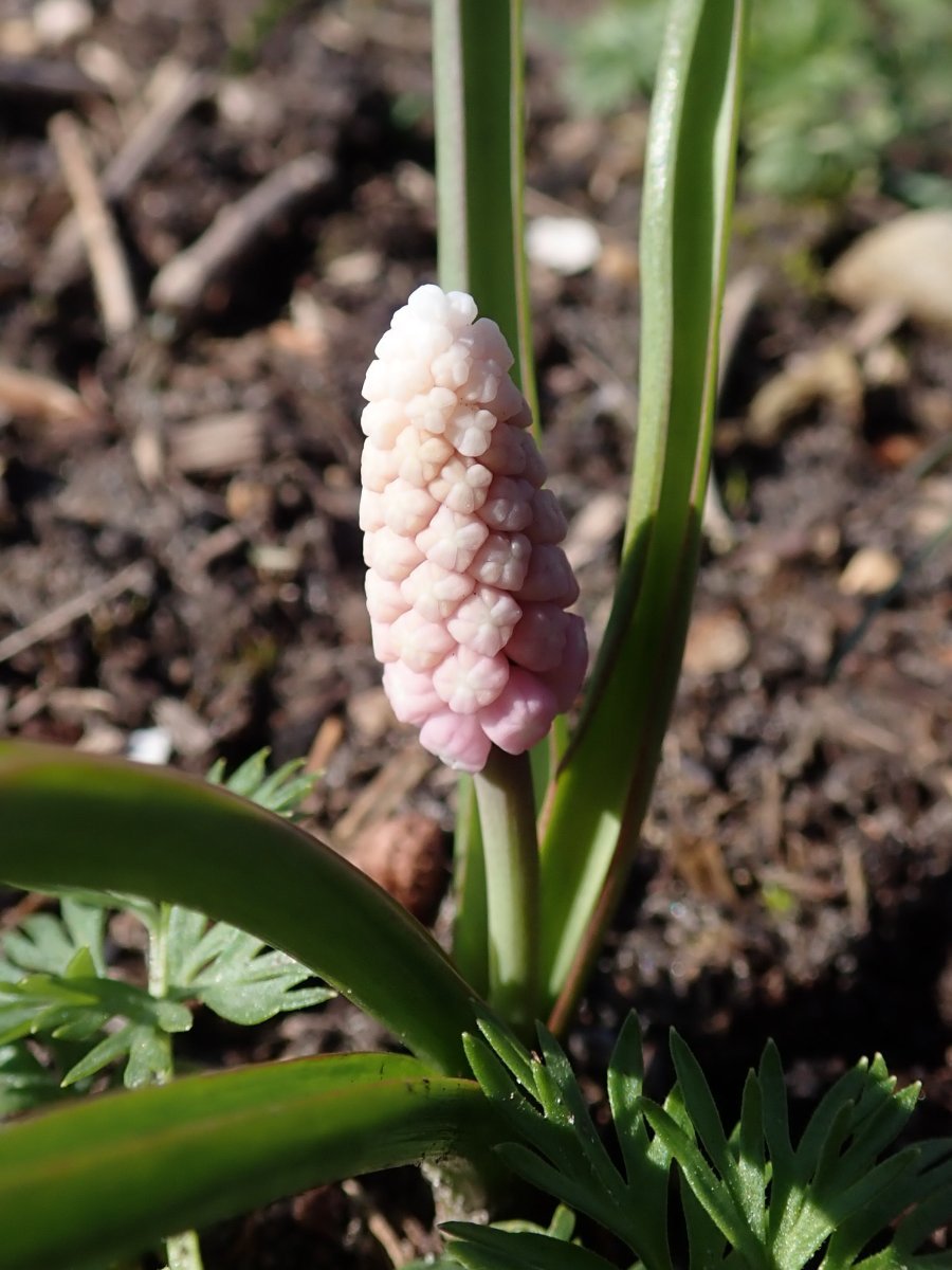 Мускари Пинк Санрайз - фото 5