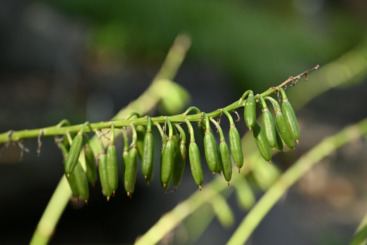 Хоста Зибольда - фото 3