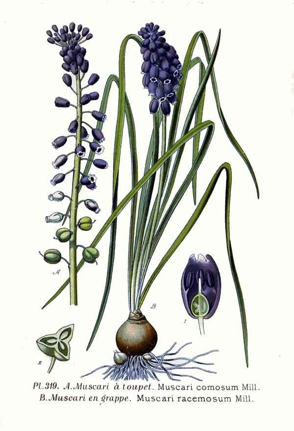 Мускари хохлатый - фото 3
