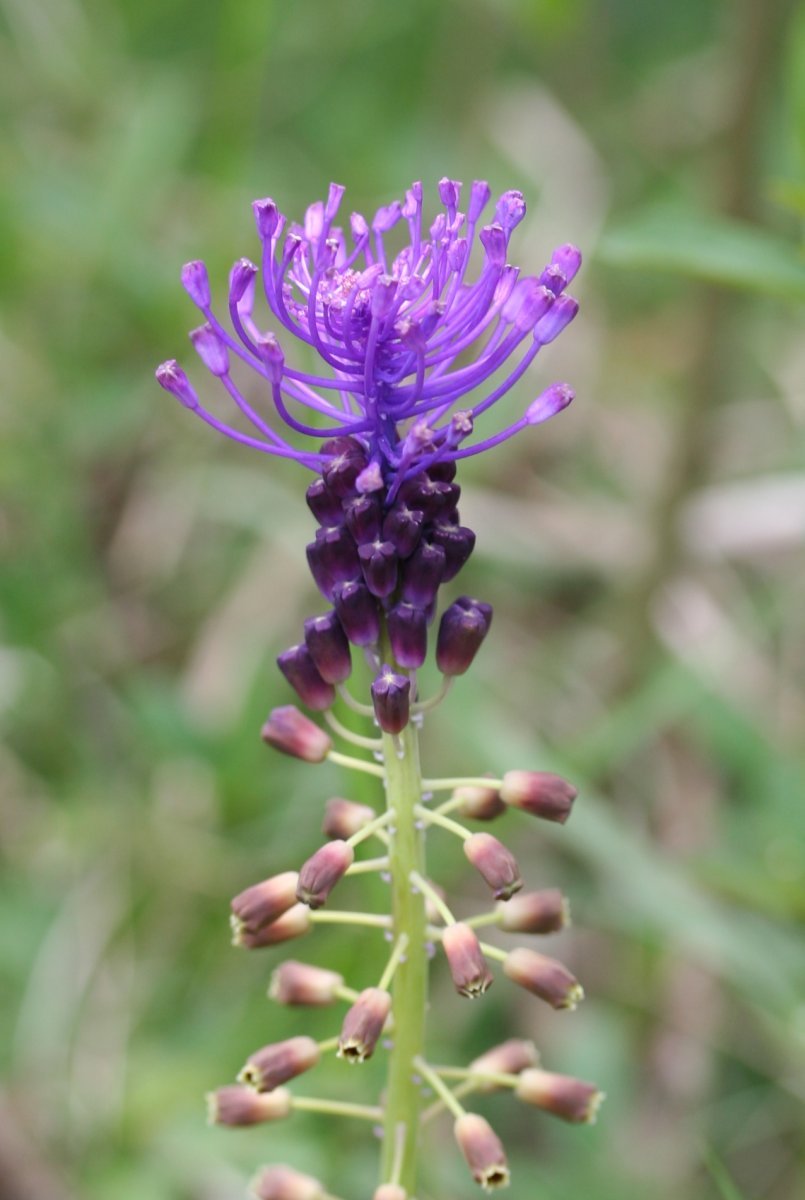 Мускари хохлатый - фото 7