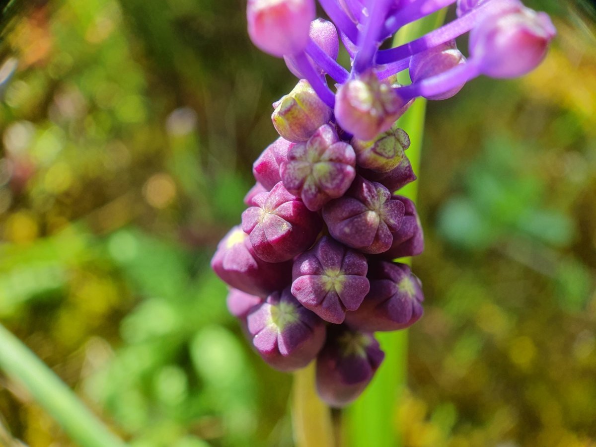 Мускари хохлатый - фото 11