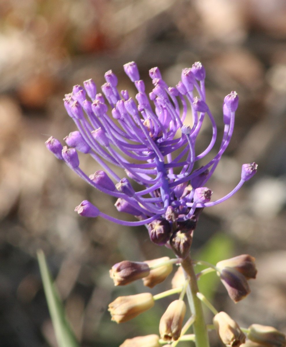 Мускари хохлатый - фото 6