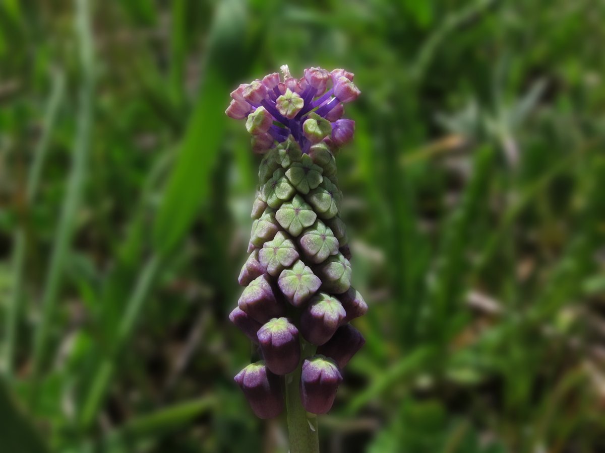 Мускари хохлатый - фото 5