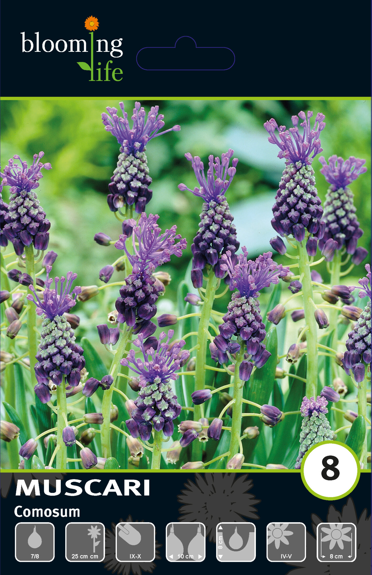 Мускари хохлатый