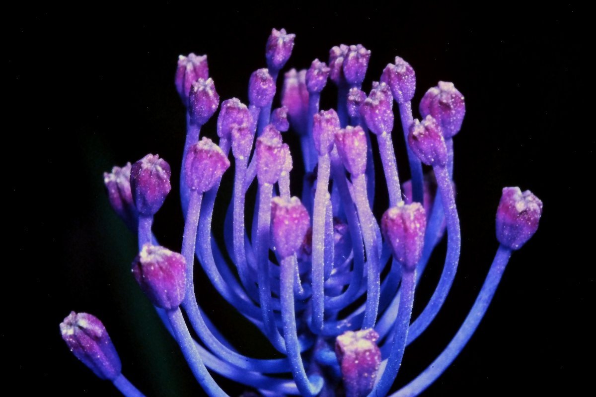 Мускари хохлатый - фото 2