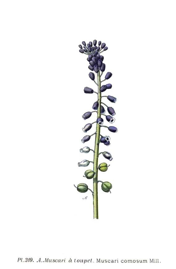 Мускари хохлатый - фото 4