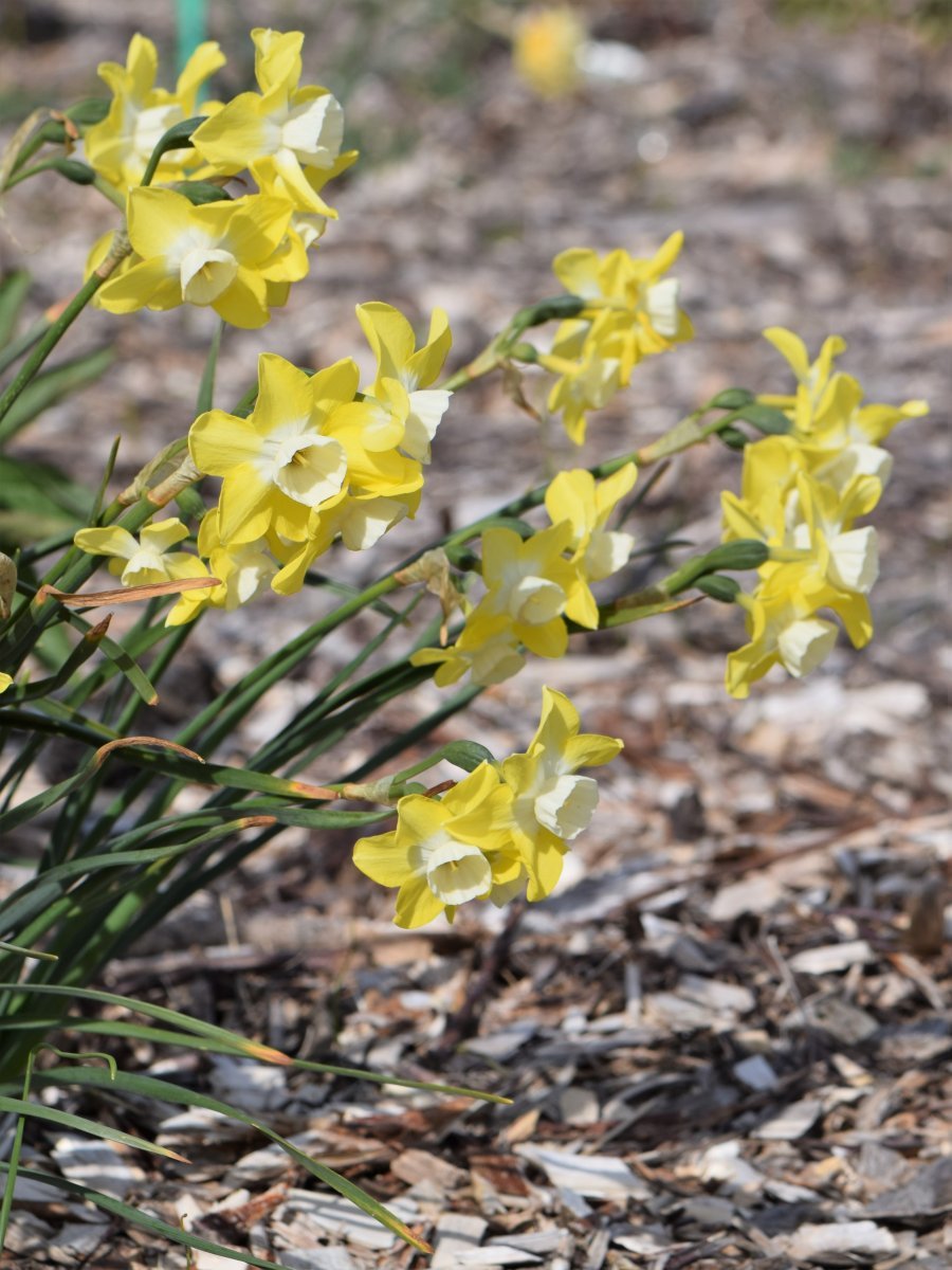 Нарцисс жонкилля Редженерейшн - фото 2