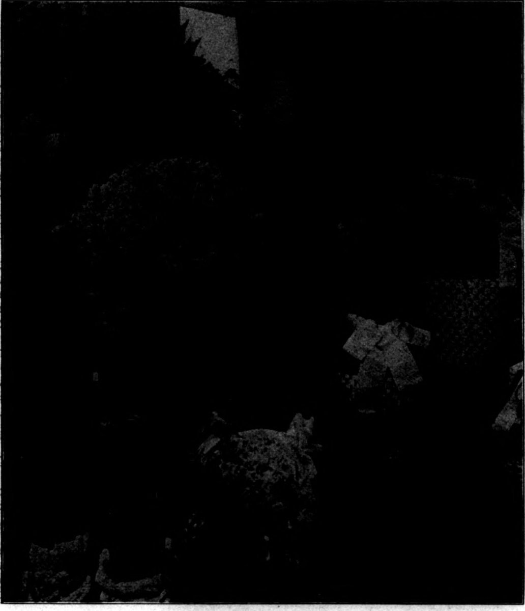 Нарцисс крупнокорончатые Воч Ап - фото 2