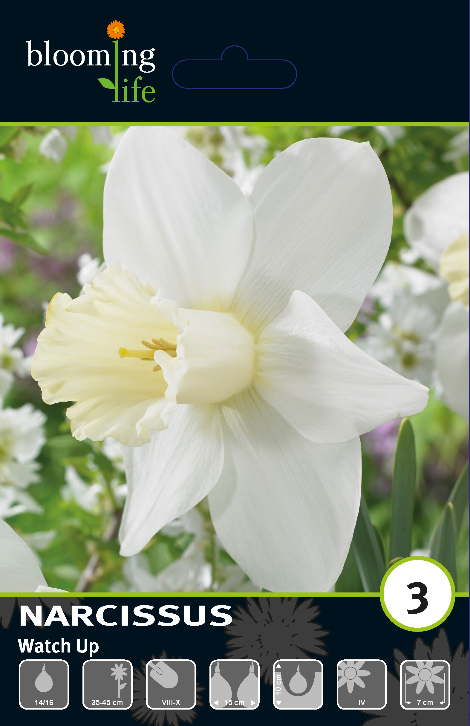 Нарцисс крупнокорончатые Воч Ап