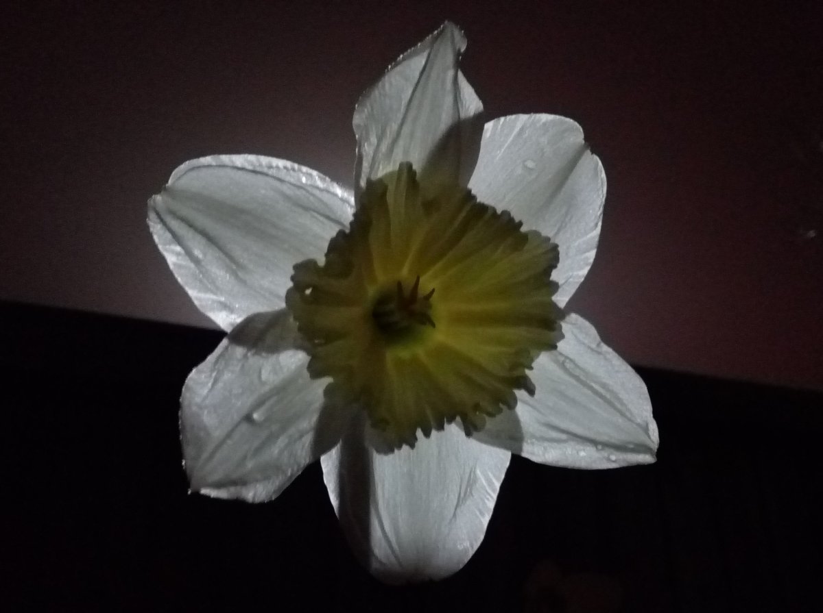 Нарцисс крупнокорончатый Найт Лайф - фото 2