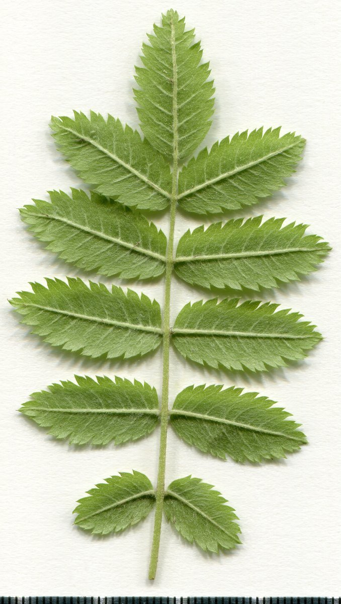 Рябина обыкновенная - фото 5