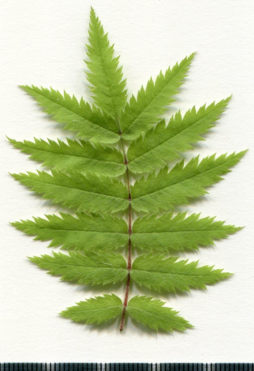 Рябина обыкновенная - фото 2