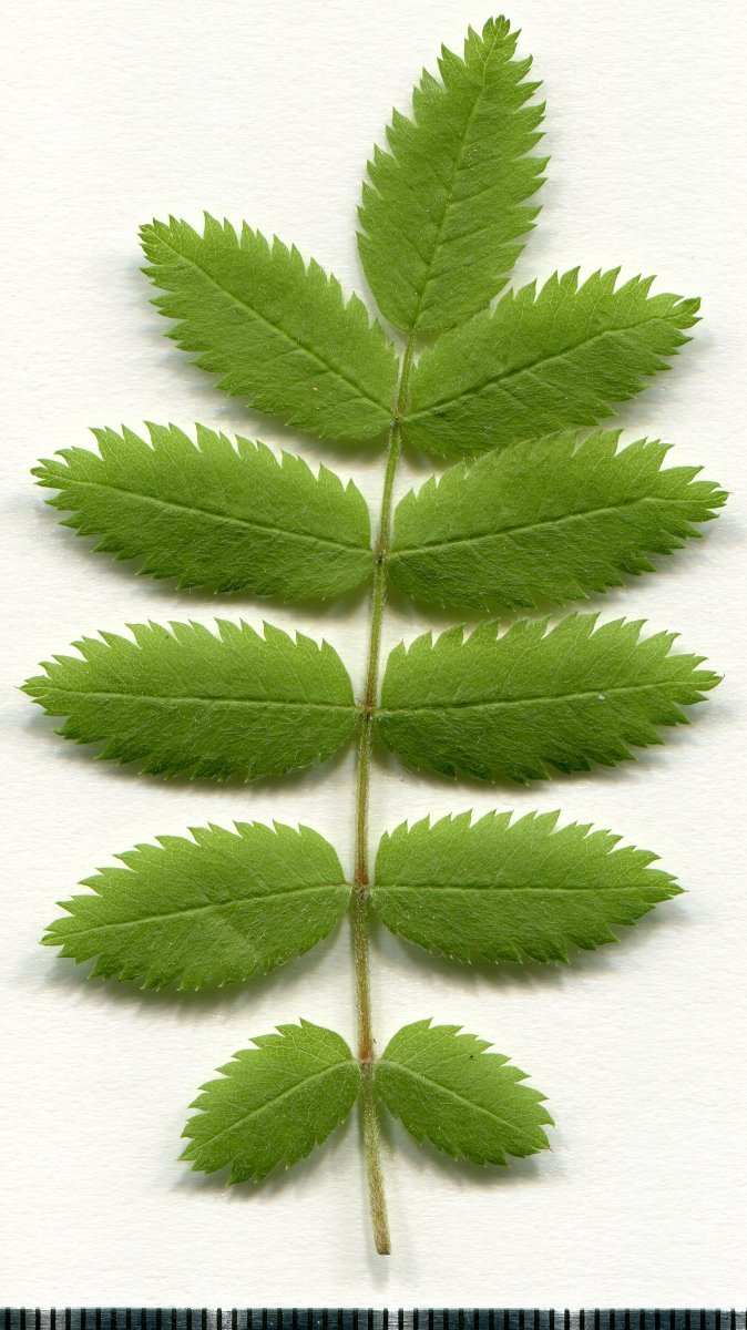 Рябина обыкновенная - фото 4