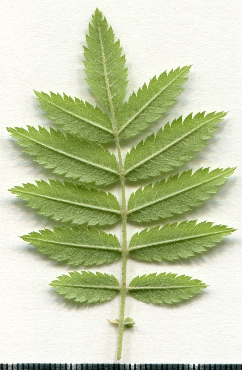 Рябина обыкновенная - фото 7