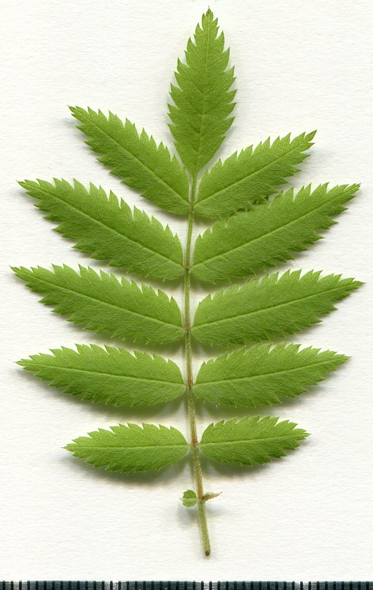 Рябина обыкновенная - фото 6