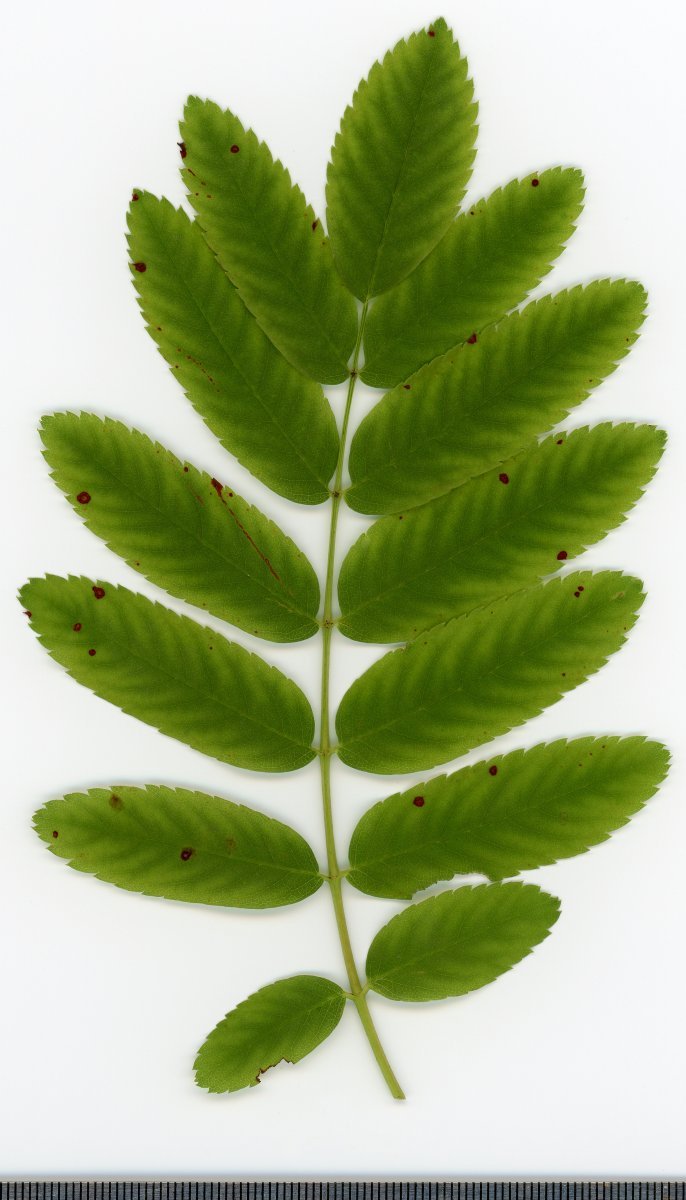 Рябина обыкновенная - фото 9