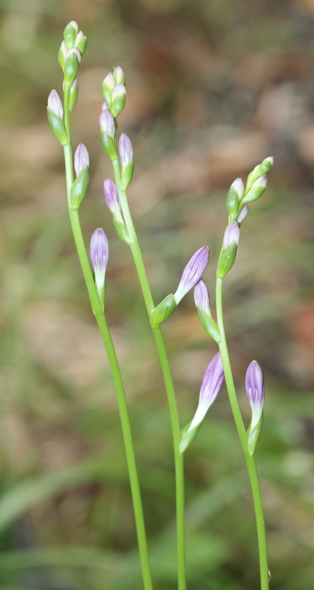 Хоста белоокаймленная - фото 10