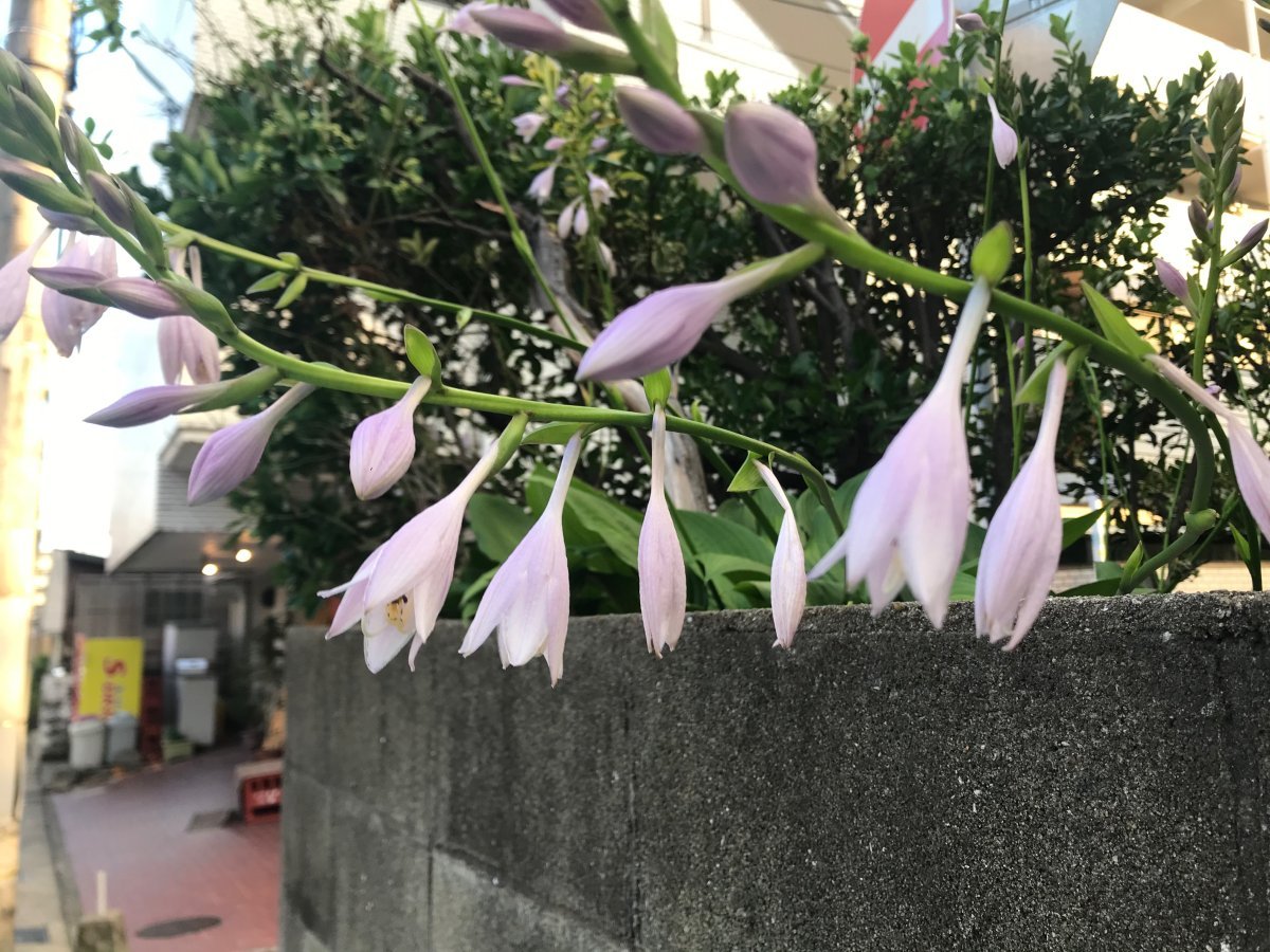 Хоста белоокаймленная - фото 2