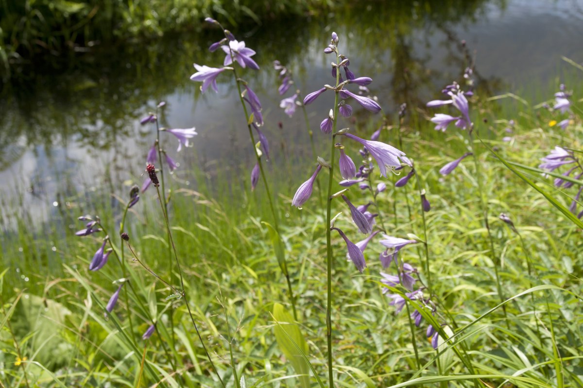 Хоста белоокаймленная - фото 5