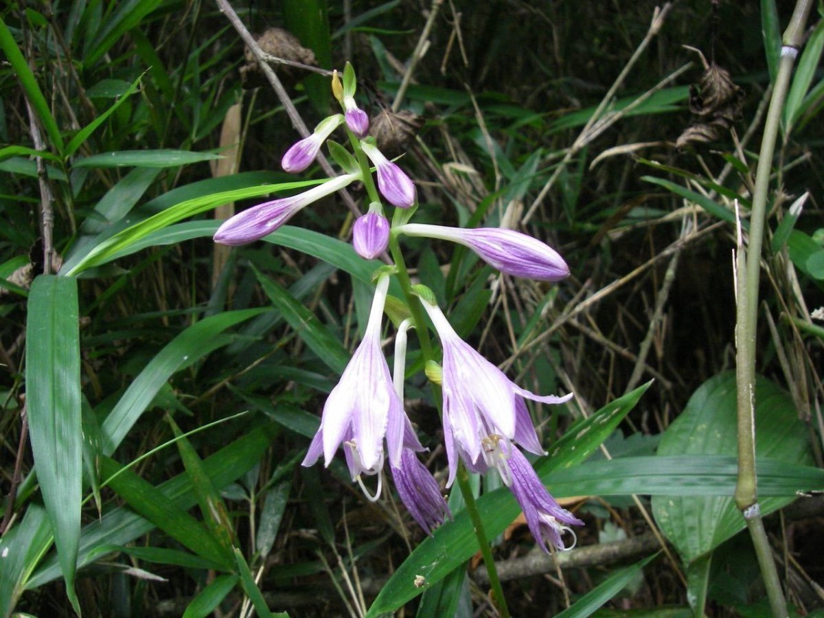 Хоста белоокаймленная - фото 7